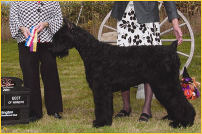 biggest giant schnauzer